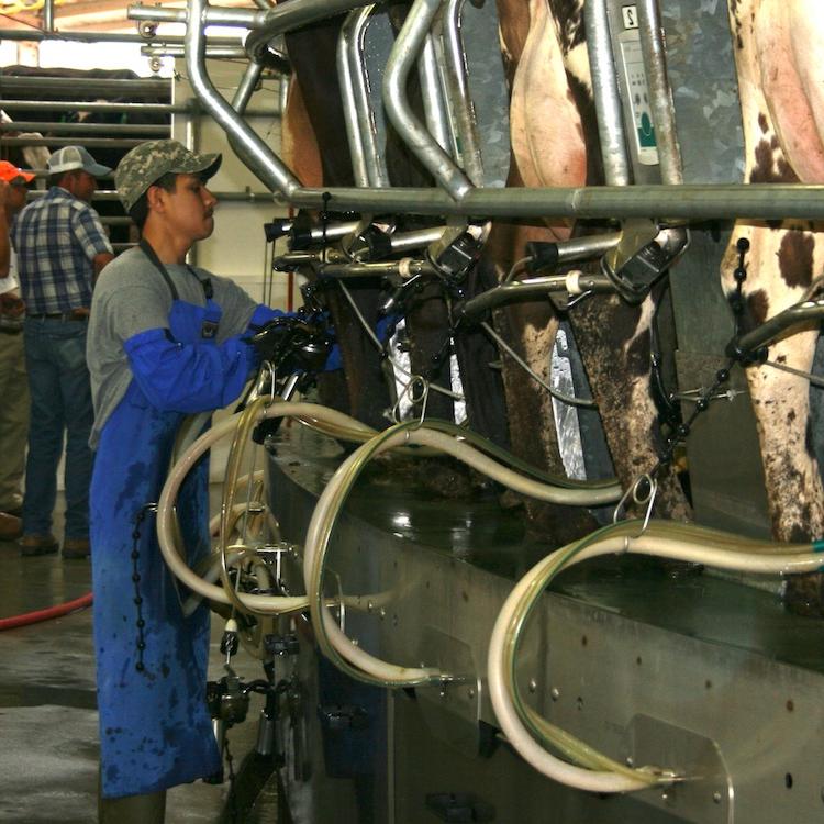 Agribusinesses asked for input on future staffing needs